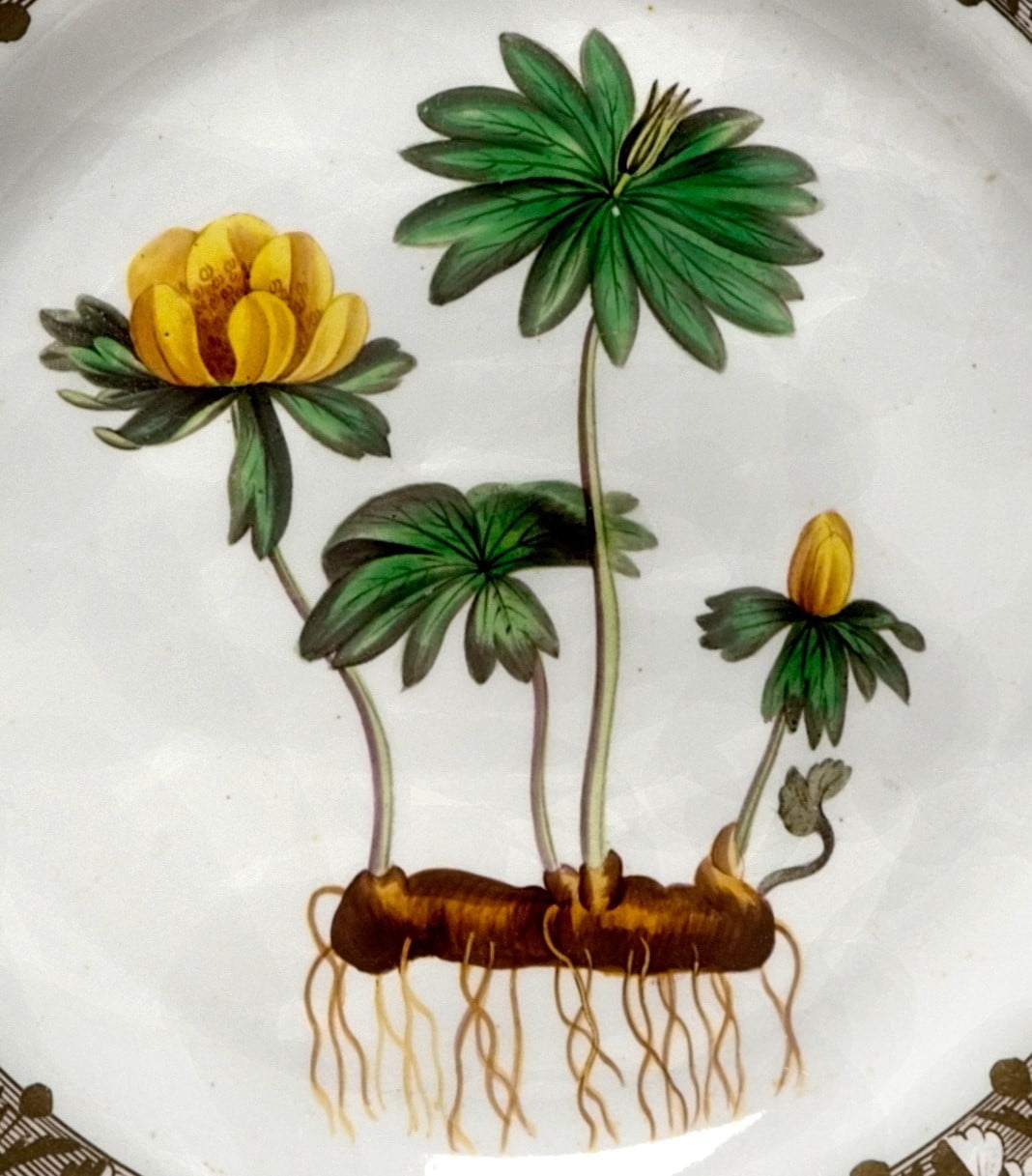 detail of Spode plate